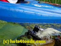 /home//u458753944/public_html/sourcegallery///Frogs/More bullfrogs/P8180196.JPG